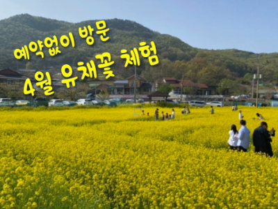 매년 4월 유채꽃시즌!!