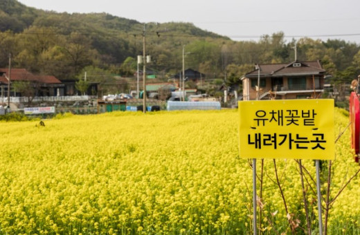 유채꽃밭 내려가는길