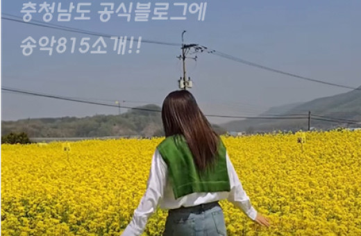 2025년도 유채꽃시즌 마감사진 모음.