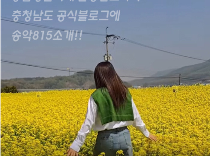 2025년도 유채꽃시즌 마감사진 모음.