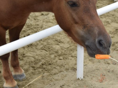 말 간식주기 체험