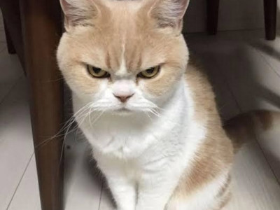 고양이 츄르주기 체험