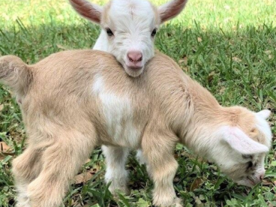 아기염소 사료주기체험