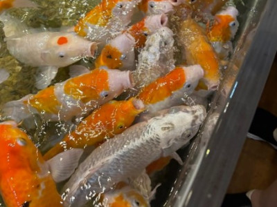 비단잉어밥주기 체험