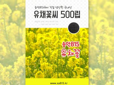 송악815유채씨앗판매
