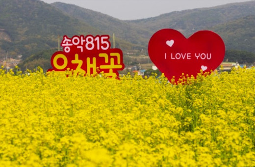 매년4월 예약없이 유채꽃밭체험!!