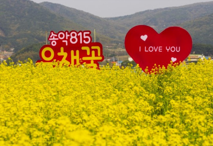 매년4월 예약없이 유채꽃밭체험!!