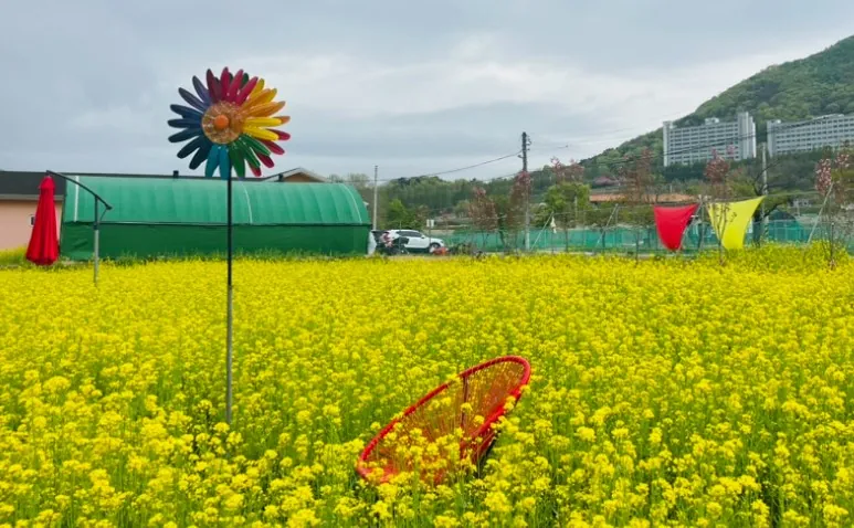 송악815 유채꽃밭