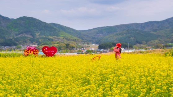 노란 봄을 걷다